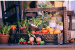 Atelier Horticulture : Catalogue des plants de légumes et plantes.