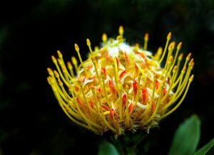 Plante Australe - Protea nereifolia