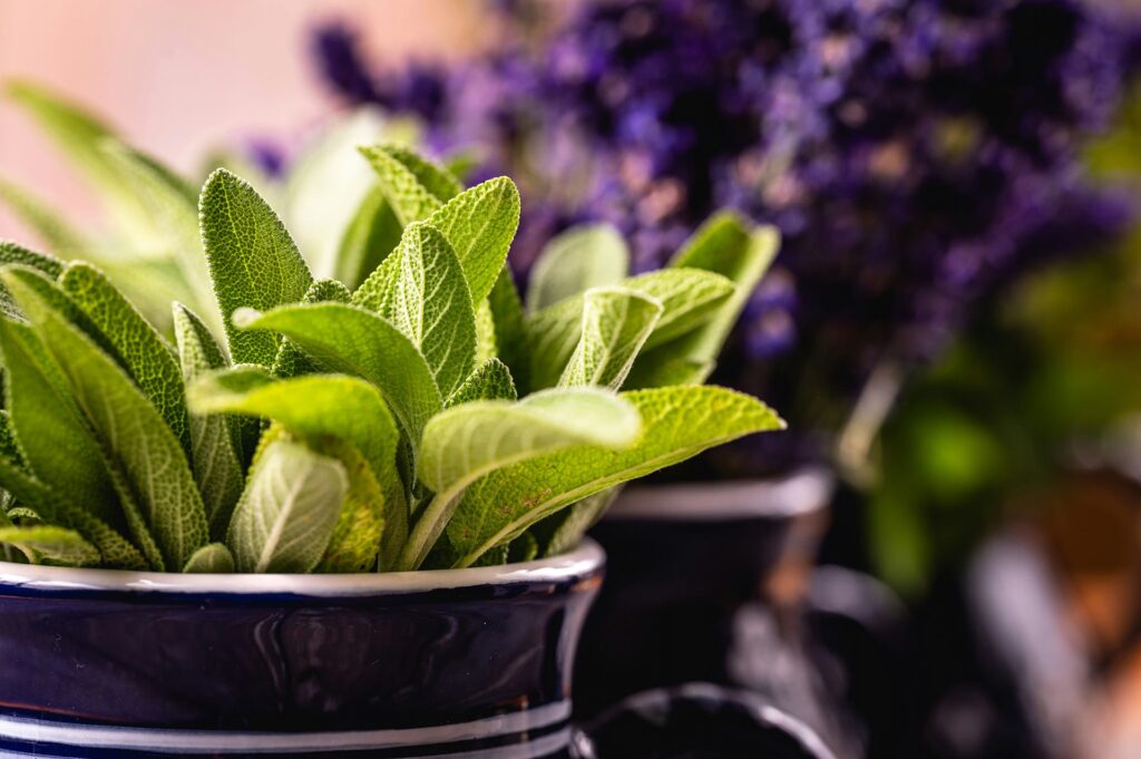 Les plantes médicinales et aromatiques - La sauge
