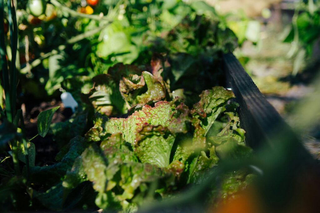 Les associations au potager