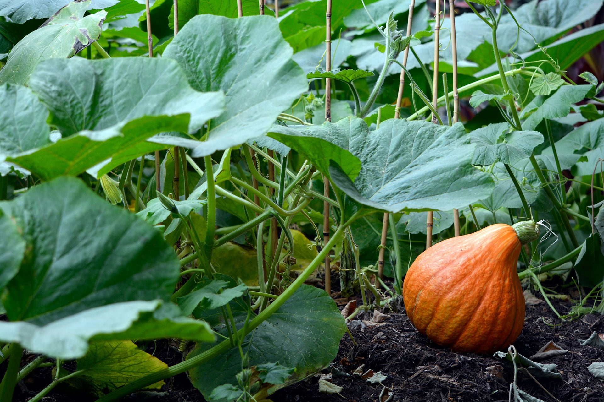 Semis et plantations des légumes d’été