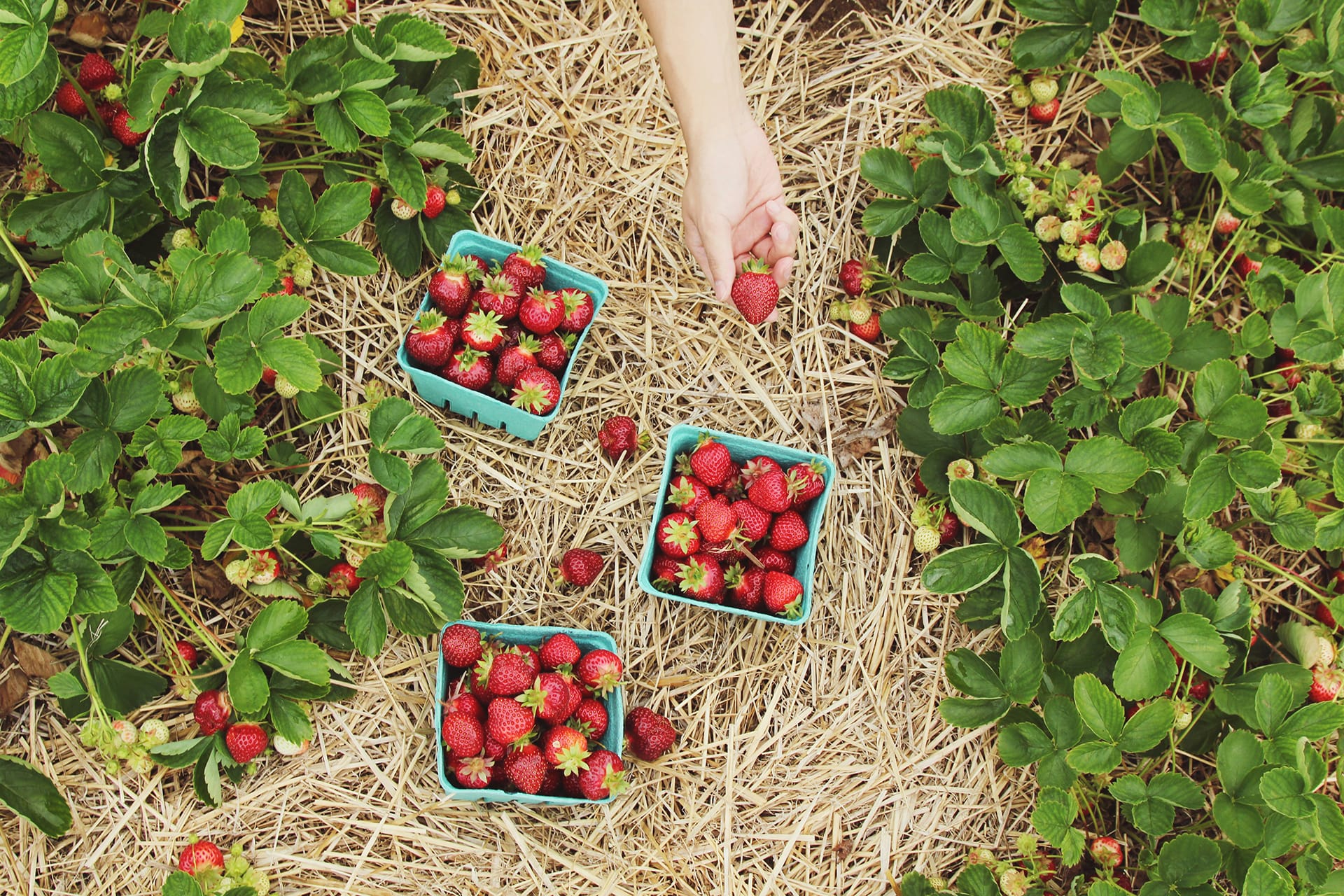 Bilan au jardin et je planifie mes cultures… pour l’hiver !