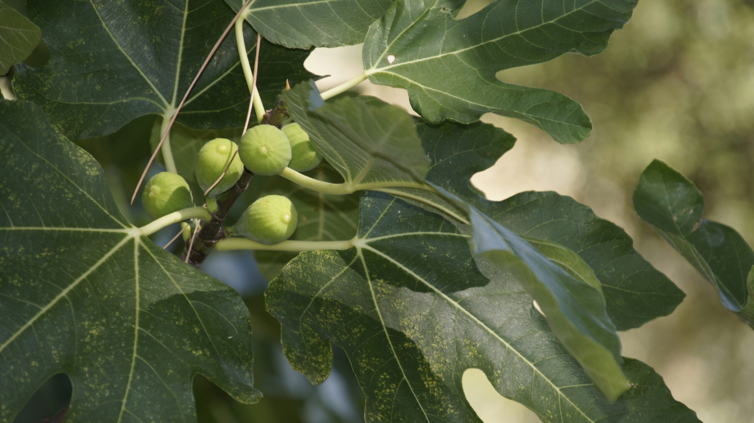 Quel arbre fruitier pour mon jardin et les principes de taille?
