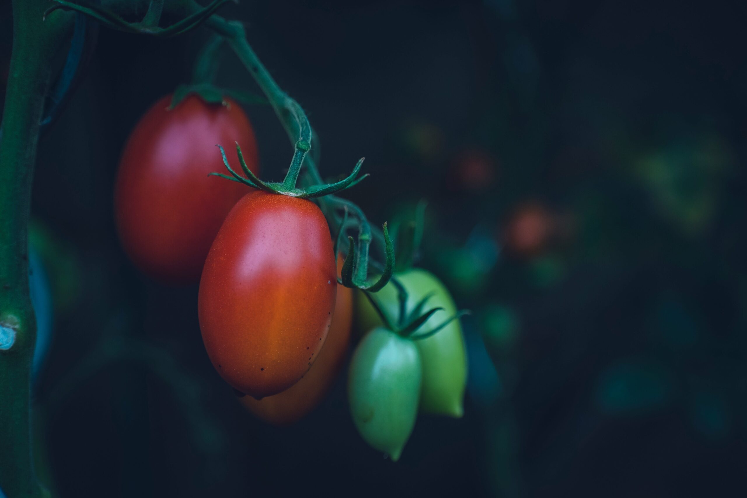 Mes premières plantations de légumes d’été