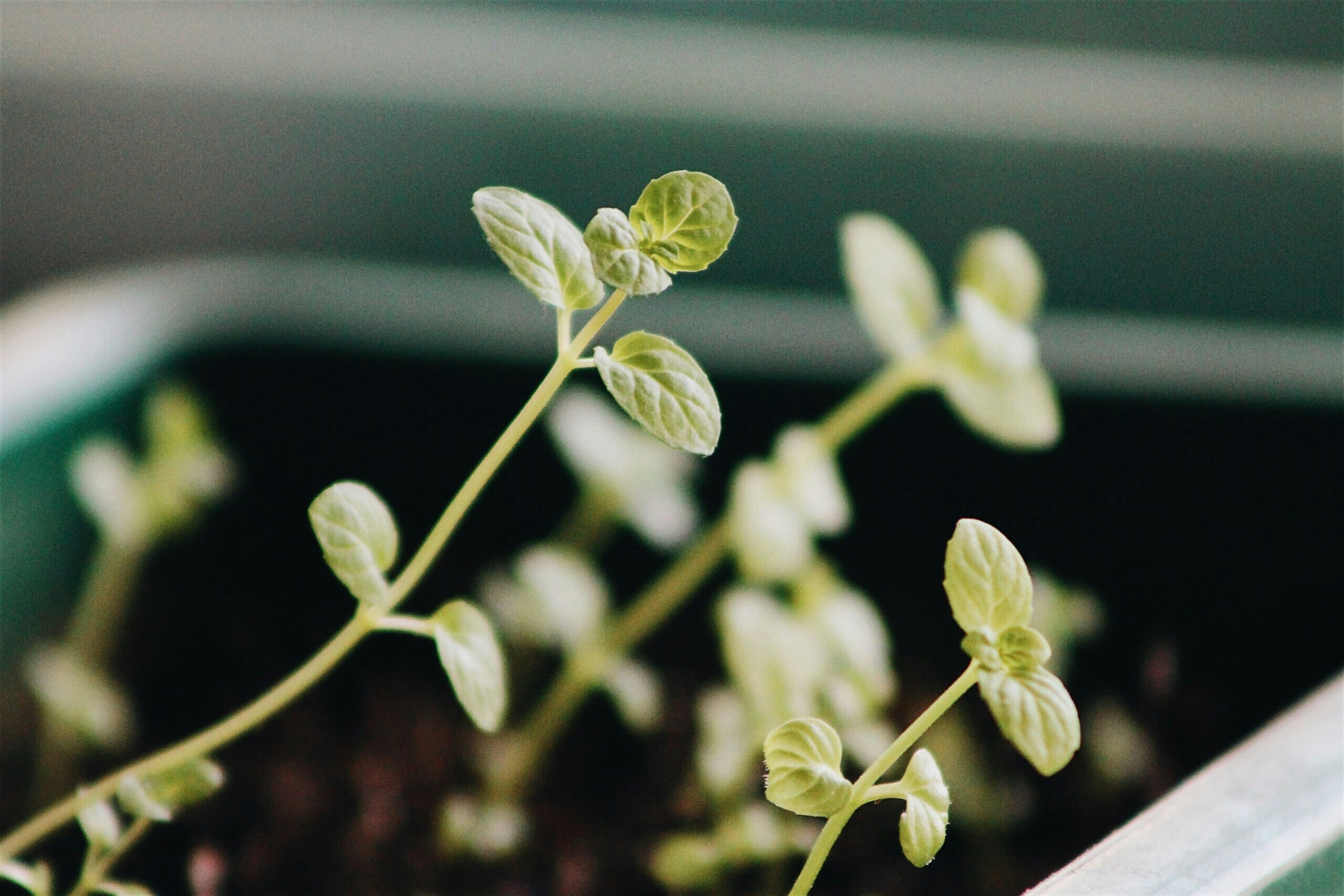 Comment accélérer les successions de cultures ? Focus sur les légumes perpétuels